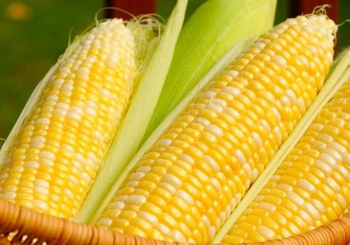 Sweet Corn