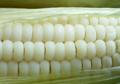 White Maize
